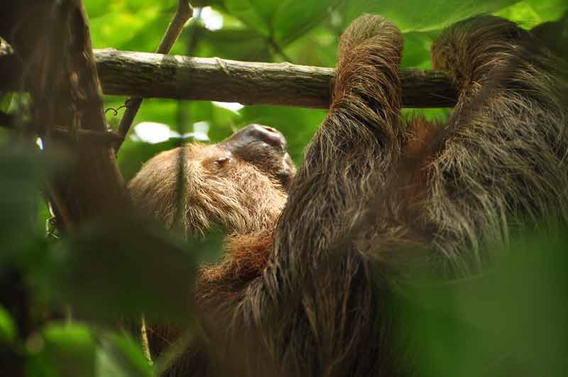 Sloth at the Barva volcano
