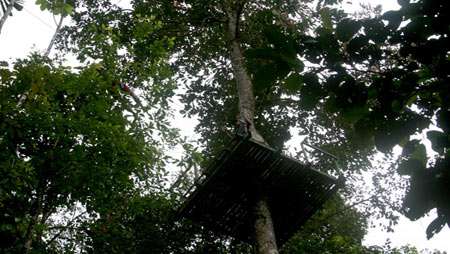 canopy in Costa Rica